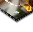 Bulldog Puppy Sleeps Peacefully In Wicker Basket Acrylic print