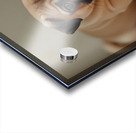 Pug Puppy Discovers The Pet Door Acrylic print