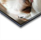 Peaceful Shih Tzu Puppy Sleeps In Cream Towels Acrylic print