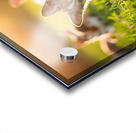 Pembroke Welsh Corgi Puppy Ready To Play With Siblings Acrylic print