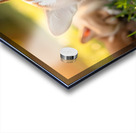 Tired Pembroke Welsh Corgi Puppy Resting After Playing With Siblings Impression Acrylique