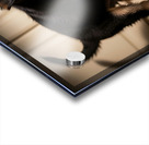 German Shepherd Puppy Ready For Breakfast Time Acrylic print