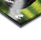 Border Collie Puppy Discovers Yellow Dandelion Acrylic print