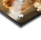 Guilty Pomeranian Puppy After Making Paper Mess Acrylic print