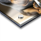 Drowsy German Shepherd Puppy Resting After Eating Impression Acrylique