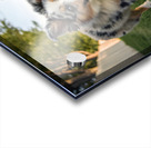 Australian Shepherd Puppy Gets The Zoomies In Backyard Impression Acrylique