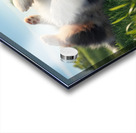 Happy Australian Shepherd Puppy Rolls On Grass Acrylic print