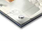 Pomeranian Puppy Discovers Toilet Paper Roll Impression Acrylique