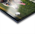 Tired Australian Shepherd Puppy Rests After Zoomies Impression Acrylique