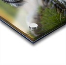 Australian Shepherd Puppy Emerges From Pond Water Impression Acrylique