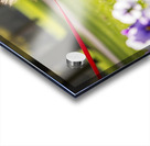 Pomeranian Puppy Masters Leash Walking Happily Acrylic print