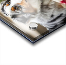 Australian Shepherd Puppy Discovers The Garden Bed Impression Acrylique