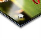 Pomeranian Puppy Discovers New Red Leash Impression Acrylique