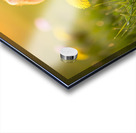 Pomeranian Puppy Discovers Yellow Dandelion In Meadow Acrylic print