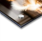 Pomeranian Puppy Returns To Beloved Sploot Position Impression Acrylique