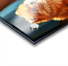 Pomeranian Puppy Discovers New Friend Acrylic print