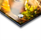 Bulldog Puppy Discovers Sandy Adventure Acrylic print