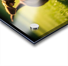 Happy Dachshund Puppy Celebrates Training Success Acrylic print