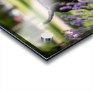 Proud Boston Terrier Puppy Lands With Caught Frisbee Acrylic print