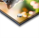 Border Collie Puppy Waiting In The Garden Acrylic print