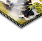 Happy Border Collie Puppy Rests After Playtime Acrylic print