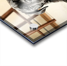 Cane Corso Puppy Stretches After Peaceful Nap Impression Acrylique