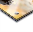 Happy Cane Corso Puppy Cleans Up After Ice Cream Adventure Acrylic print