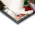 Sleepy Bichon Frise Puppy Naps Among Holiday Wrapping Acrylic print