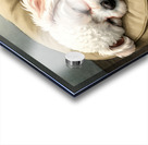 Bichon Frise Puppy Dreams Peacefully Acrylic print