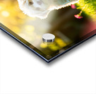 Bichon Puppy Begins Stay Training In Garden Impression Acrylique