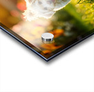 Bichon Frise Puppy And Cat Walk Together As Friends Impression Acrylique