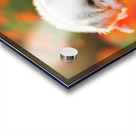 Tired Bichon Frise Puppies Resting After Playing In The Garden Impression Acrylique