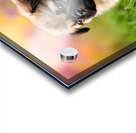 Pug Puppy Gets Gentle Ear Scratches In Garden Acrylic print