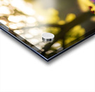 Bichon Frise Puppy Exploring The Garden Alone Impression Acrylique