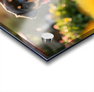 Rottweiler Puppy Gets Tangled In Red Leash Acrylic print