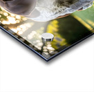 German Shorthaired Pointer Puppy Discovers His Paws Acrylic print