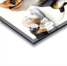 Beagle Puppy Satisfied After Drinking Water Acrylic print