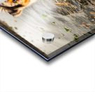 Playful Australian Shepherd Puppy Splashes In Shallow Tide Pool Impression Acrylique