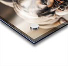 Australian Shepherd Puppy Rests After Playtime Acrylic print