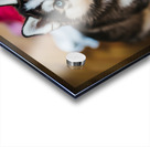 Husky Puppy Discovers Laundry Pile Acrylic print