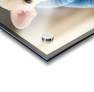 French Bulldog Puppy Snuggles With Favorite Blue Blanket Acrylic print