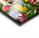 Happy French Bulldog Puppy Rests Among Spring Blooms Acrylic print