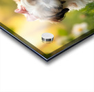 Content Shih Tzu Puppy Watches Butterfly Fly Away Acrylic print