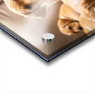 Happy Labrador Retriever Puppy Settles Into Cozy Spot Impression Acrylique