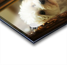 Happy Bichon Frise Puppy Wags At His Reflection Acrylic print