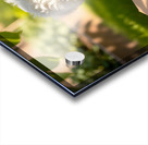 Bichon Frise Puppy Discovers Mysterious Garden Box Impression Acrylique