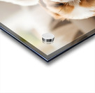 Sleepy Shih Tzu Puppy After Perfect Belly Rubs Acrylic print