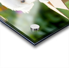 Happy Bichon Frise Puppy With Discovered Toy Treasures Acrylic print