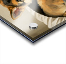 German Shepherd Puppy Snuggles With Cat Friend Impression Acrylique