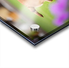 Bulldog Puppy Discovers His Tail Acrylic print